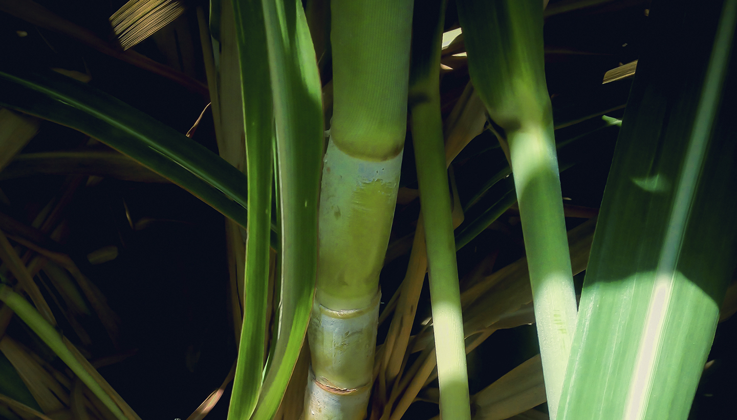 Emballage cosmétique bioplastique